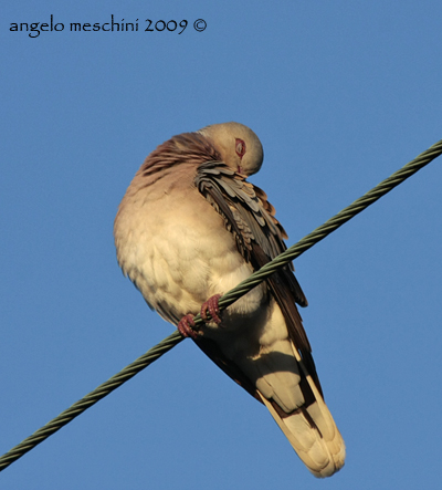 Tortora selvatica - Preening - Membrana nittitante.